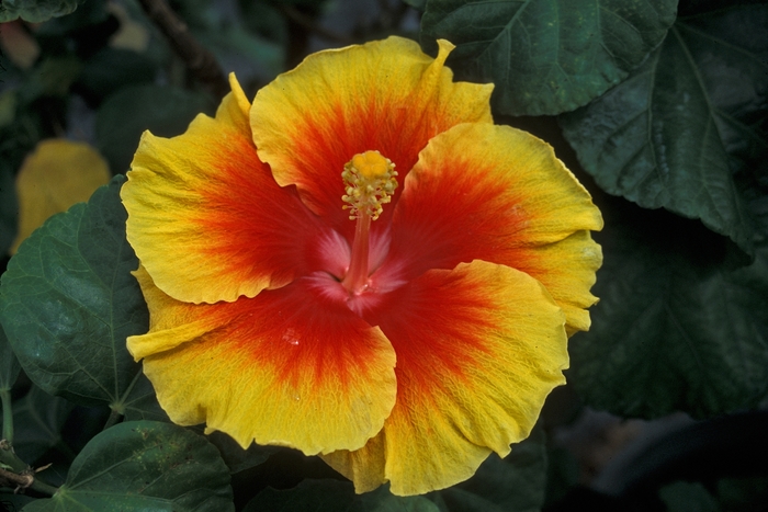 ''Concord'' Rose Mallow - Hibiscus from GCM Theme Four