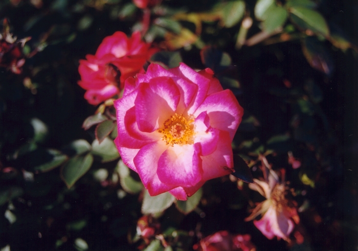 'Debut Sunblaze®' Rose - Rosa from GCM Theme Four