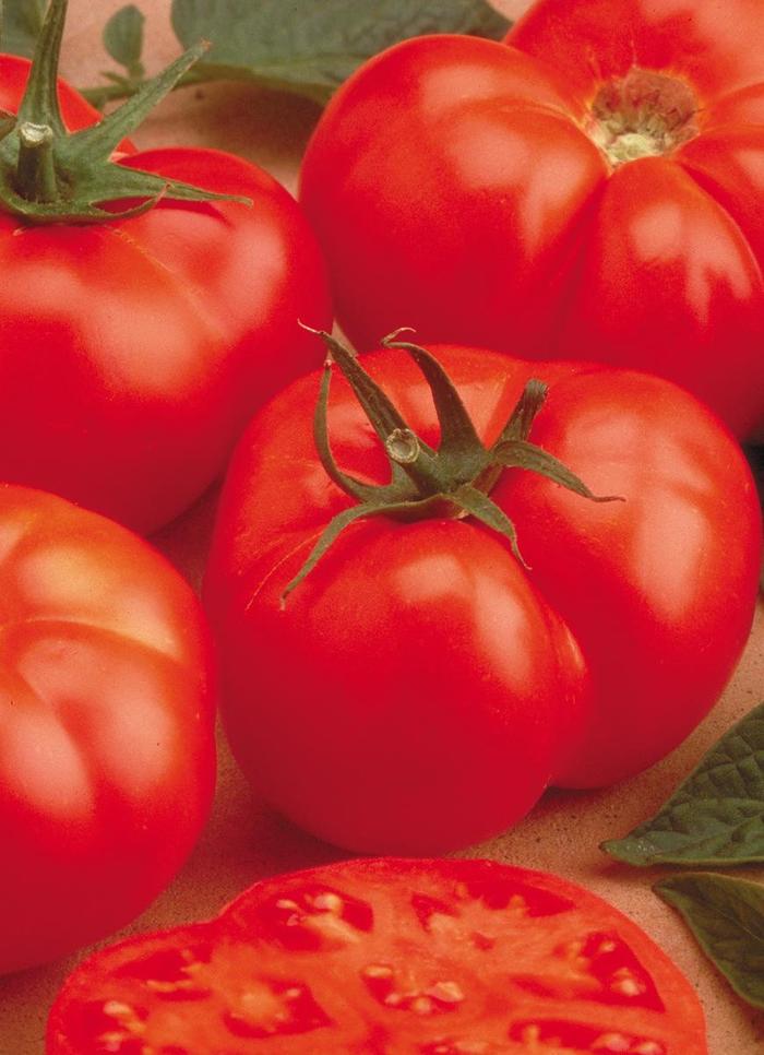 Beefmaster Tomato - Lycopersicon esculentum ''Beefmaster'' (Tomato) from GCM Theme Four