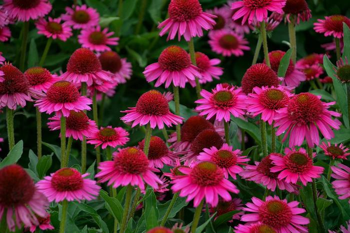 Delicious Candy Coneflower - Echinacea ''Delicious Candy'' PPAF (Coneflower) from GCM Theme Four