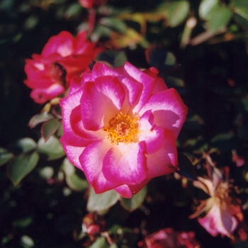 Rosa - 'Debut Sunblaze®' Rose
