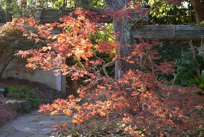 Acer japonicum 'Aconitifolium' Cut-Leaf Fullmoon Maple