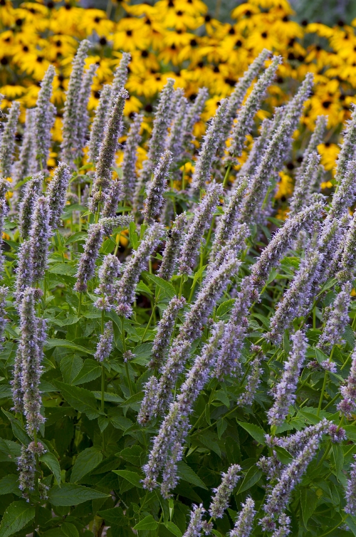 Anise Hyssop - Agastache 'Blue Fortune' from GCM Theme Four