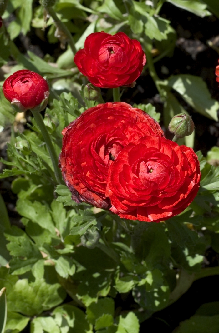 Persian Buttercup - Ranunculus asiaticus 'Bloomingdale Red' from GCM Theme Four