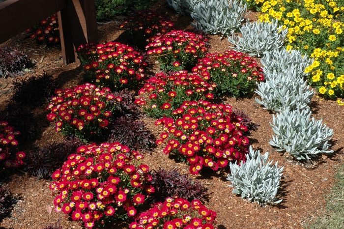 Marguerite Daisy - Argyranthemum hybrid 'Meteor Red' from GCM Theme Four