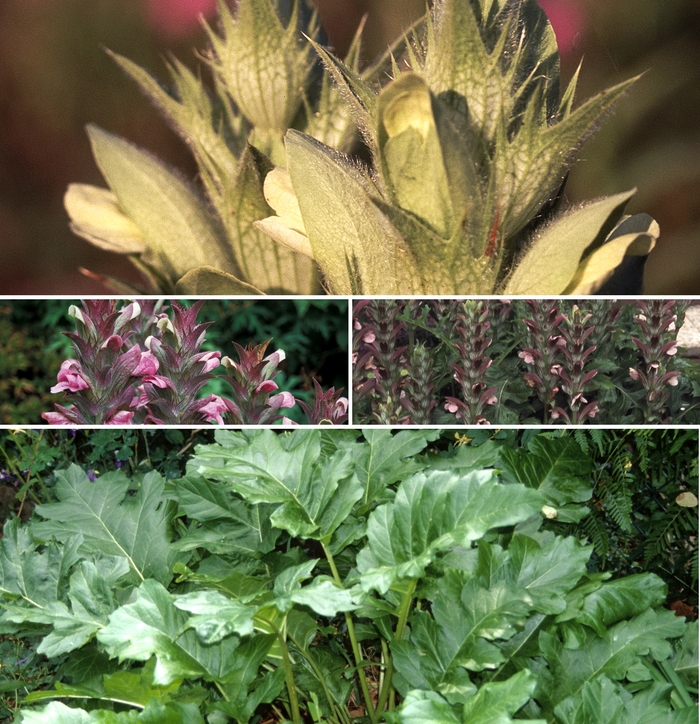 Acanthus - Multiple Varieties from GCM Theme Four