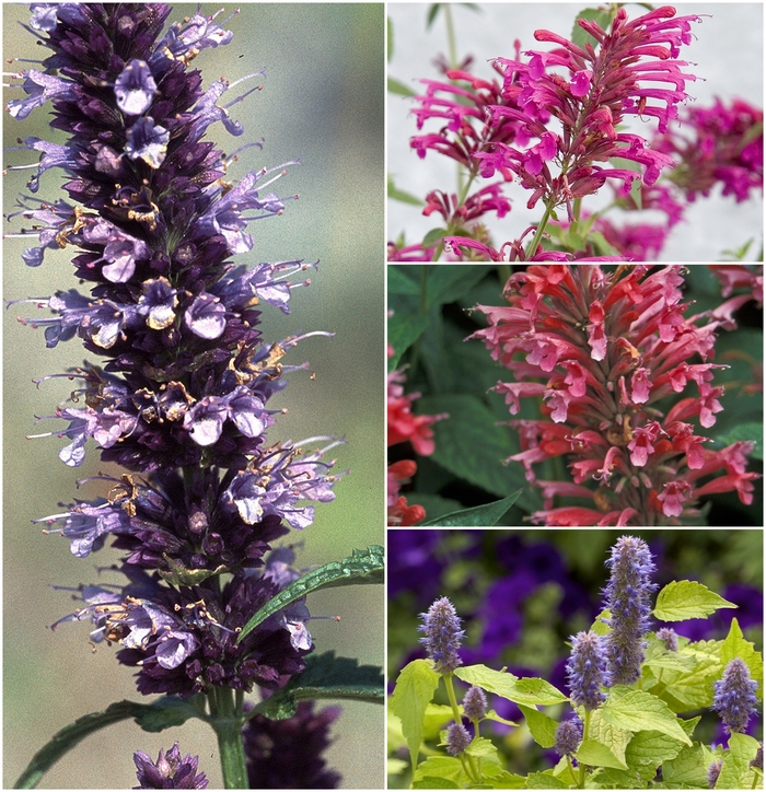 'Multiple Varieties' Assorted Hyssop - Agastache from GCM Theme Four