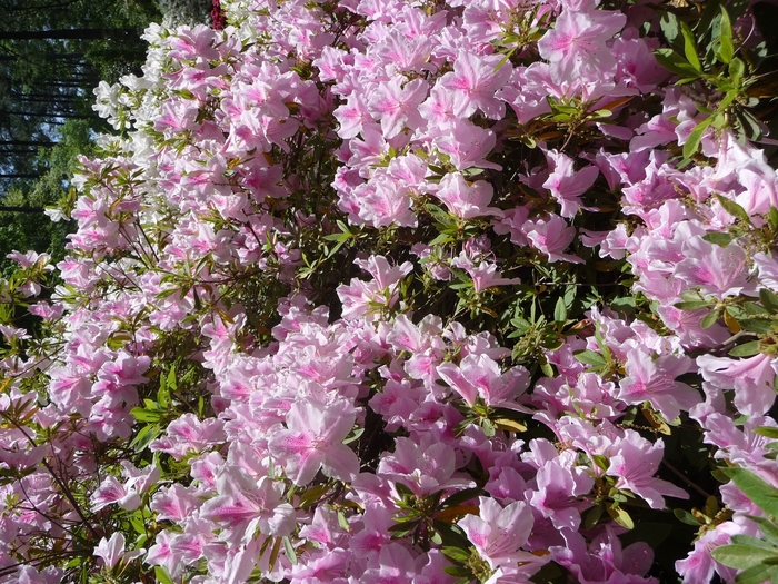 'George L. Taber' - Rhododendron hybrid from GCM Theme Four