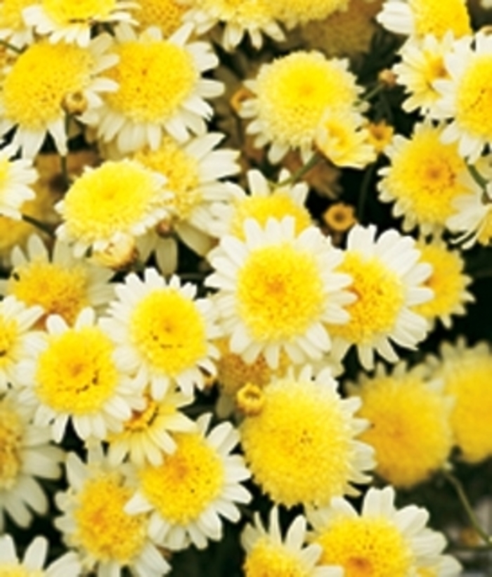 Marguerite Daisy - Argyranthemum 'Dress Up™ Primrose Path' from GCM Theme Four