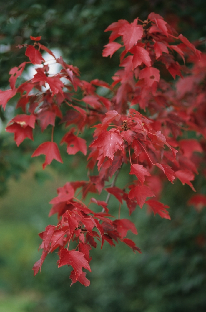 ''Autumn Flame'' Red Maple - Acer rubrum from GCM Theme Four