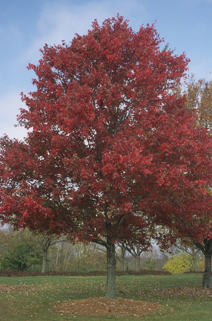 Red Maple - Acer rubrum from GCM Theme Four