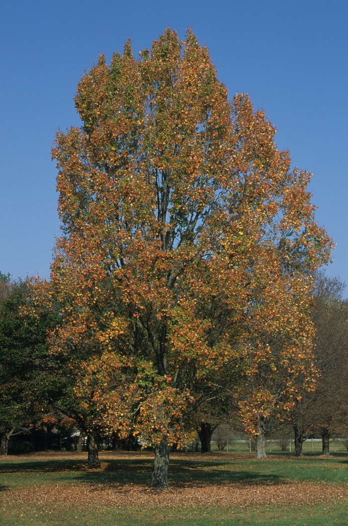 'Armstrong II' Red Maple - Acer rubrum from GCM Theme Four