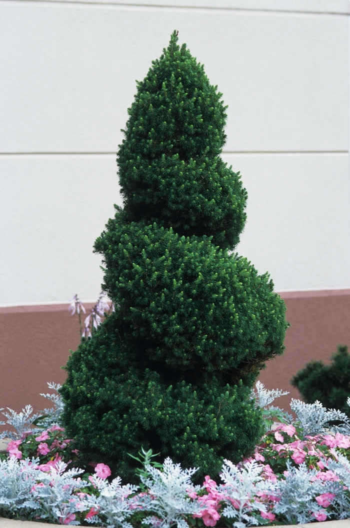 'Conica' White Spruce - Picea glauca from GCM Theme Four