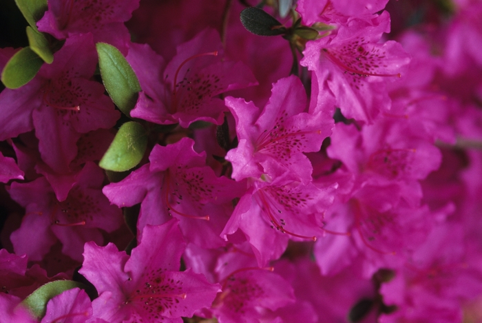'Karen' Azalea - Rhododendron Gable hybrid from GCM Theme Four
