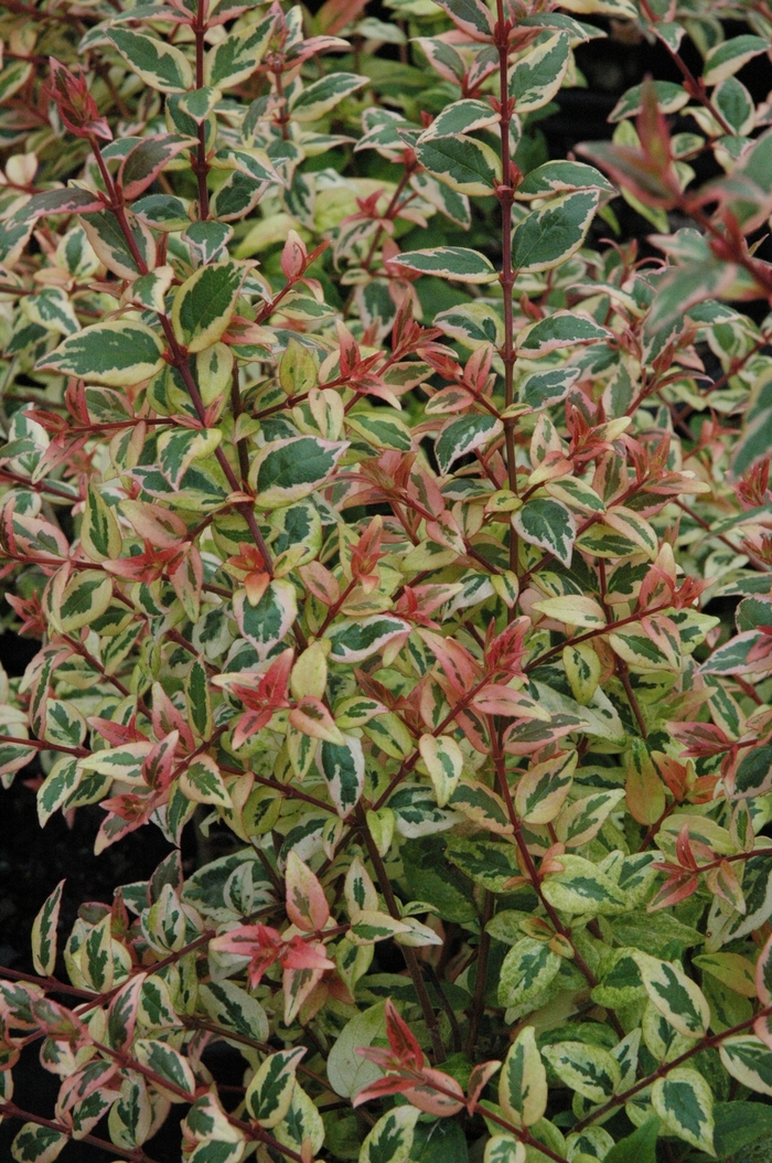 'Mardi Gras' Abelia - Abelia x grandiflora from GCM Theme Four