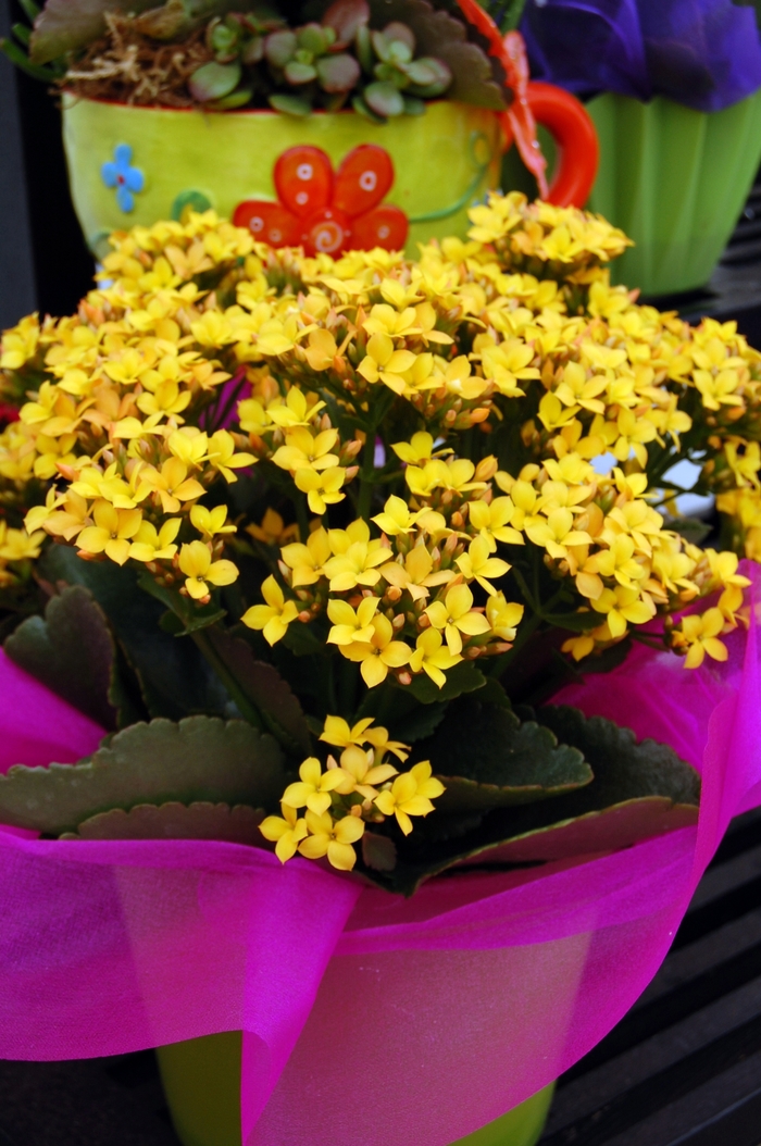Pink Kalanchoe - Kalanchoe 'Forever Maxi Yellow' from GCM Theme Four