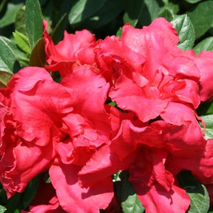 Bloom-A-Thon® Red - Rhododendron hybrid from GCM Theme Four