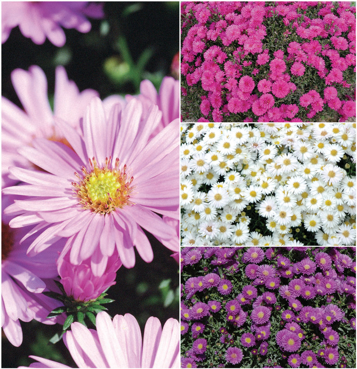 Aster - Aster Multiple Varieties from GCM Theme Four