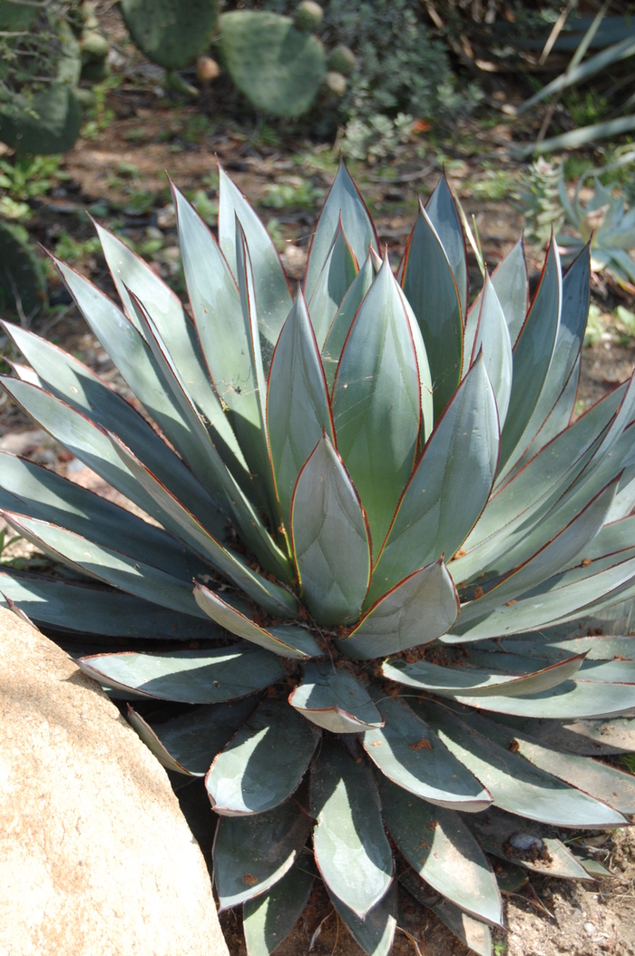 Agave 'Blue Glow' - Succulent from GCM Theme Four