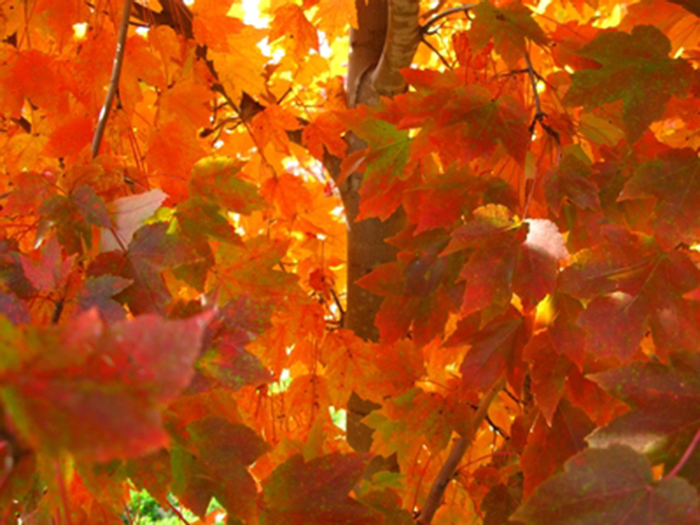 October Glory Maple - Acer rubrum 'October Glory' from GCM Theme Four