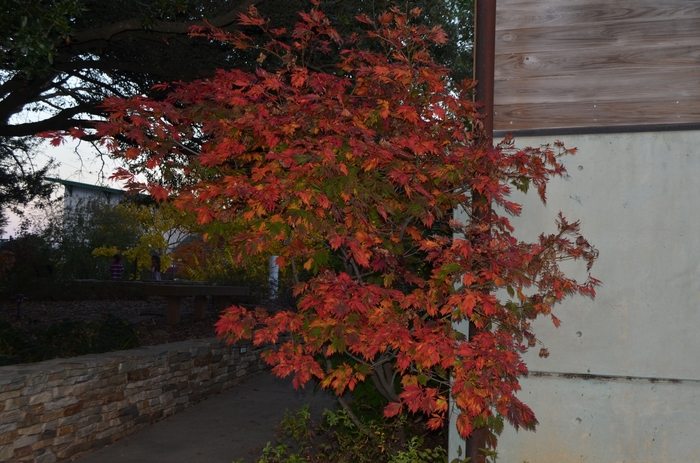 Fern-Leaf Full Moon Maple - Acer japonicum 'Filicifolium' from GCM Theme Four