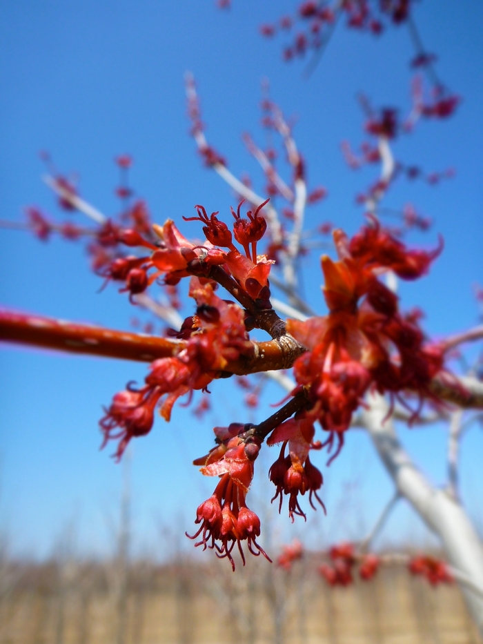 Red Sunset® Red Maple - Acer rubrum 'Franksred' from GCM Theme Four