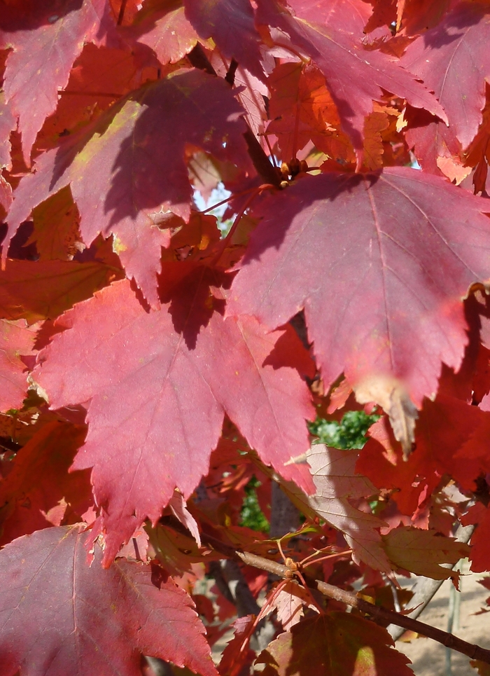 'Autumn Spire' Red Maple - Acer rubrum from GCM Theme Four