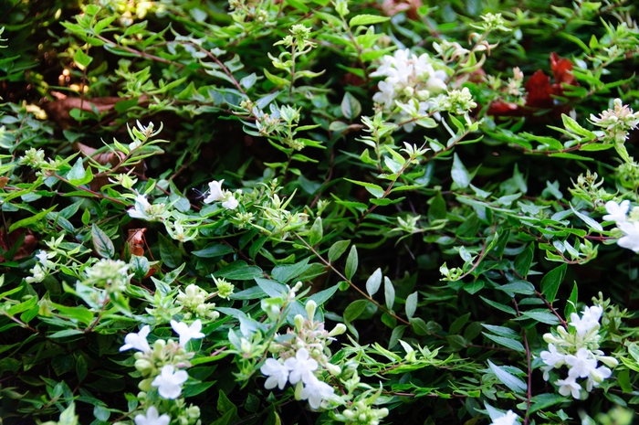 'Sherwoodii' Glossy Abelia - Abelia x grandiflora from GCM Theme Four