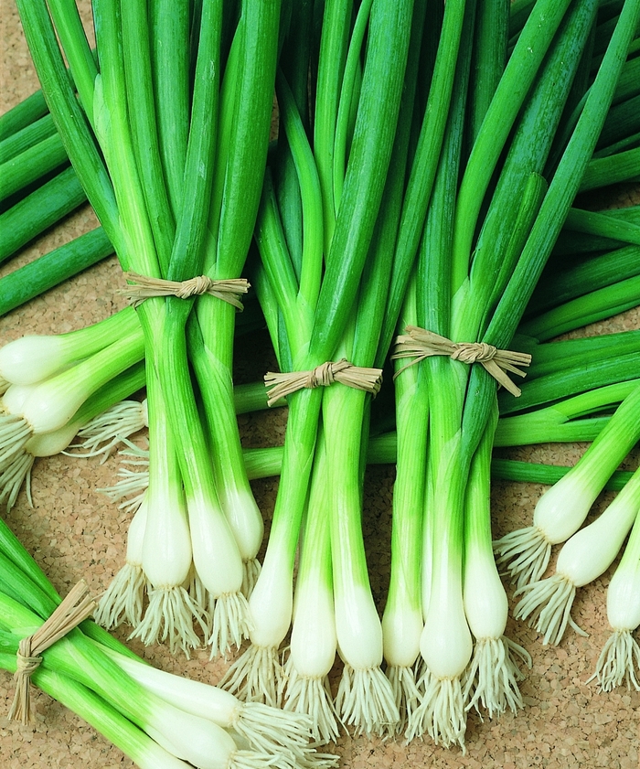 Bunching Onion - Allium fistulosum 'Warrior' from GCM Theme Four