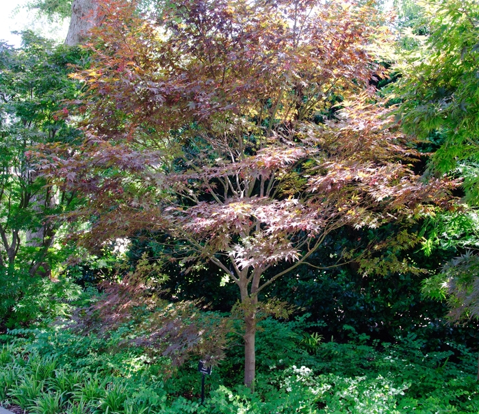 Fireglow Japanese Maple - Acer palmatum from GCM Theme Four