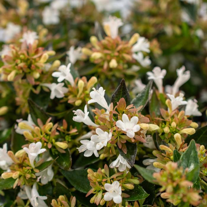 Apple Perfection™ - Abelia 'oo-bc-47-7r' PPAF from GCM Theme Four