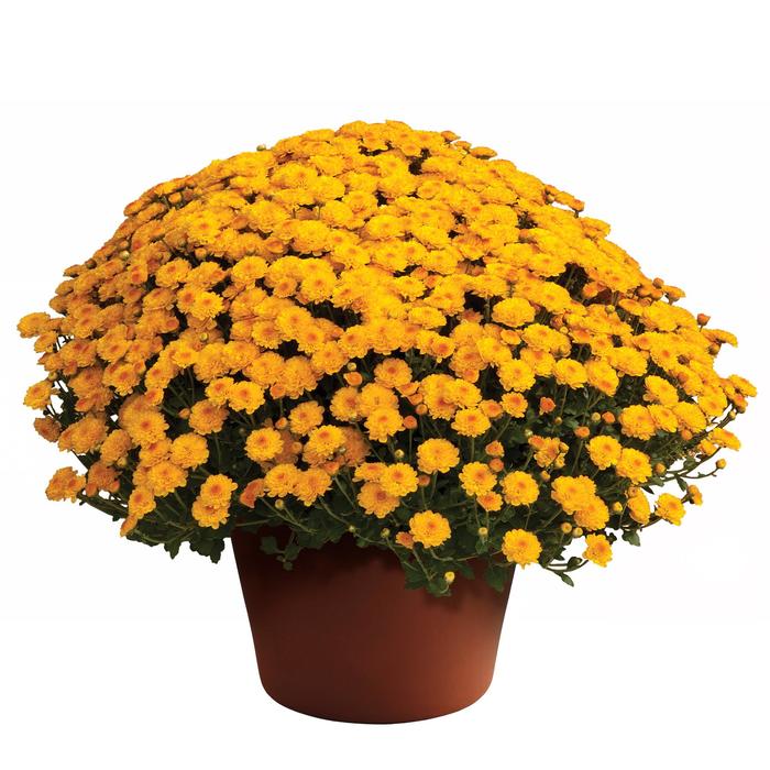 Gigi™ Gold - Chrysanthemum grandiflorum from GCM Theme Four