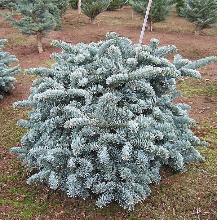 'Glauca' Noble Fir - Abies procera from GCM Theme Four