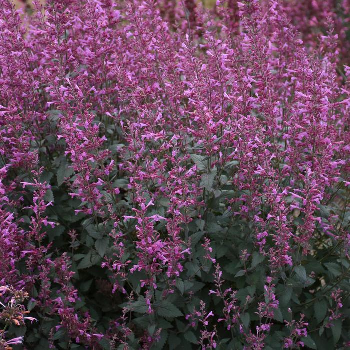 Meant to Bee™ 'Royal Raspberry' - Agastache from GCM Theme Four