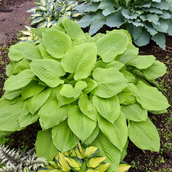 Age of Gold Hosta, Plantain Lily - Hosta ''Age of Gold'' PPAF (Hosta, Plantain Lily) from GCM Theme Four