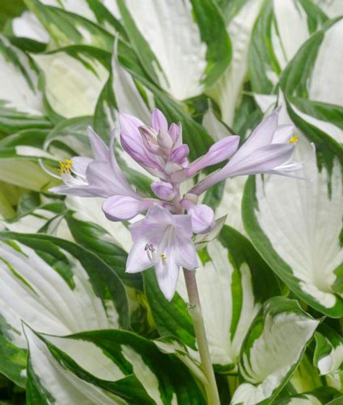 Amazone'' Hosta, Plantain Lily - Hosta from GCM Theme Four