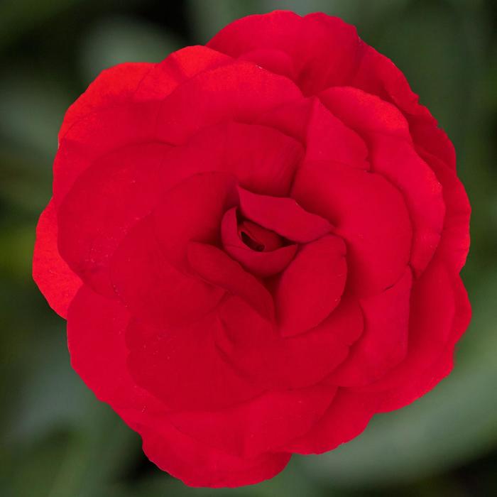 Limitless™ Dark Red - Begonia tuberhybrida (Tuberous Begonia) from GCM Theme Four
