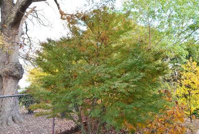 Acer palmatum 'Ao kanzashi' - Variegated Japanese Maple