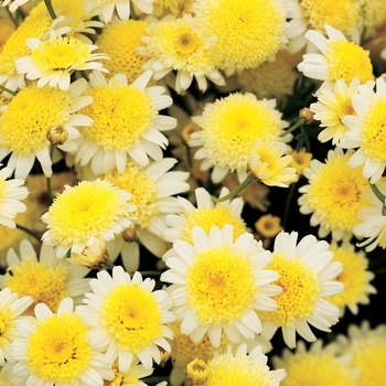 Argyranthemum frutescens - Courtyard® Buttercream