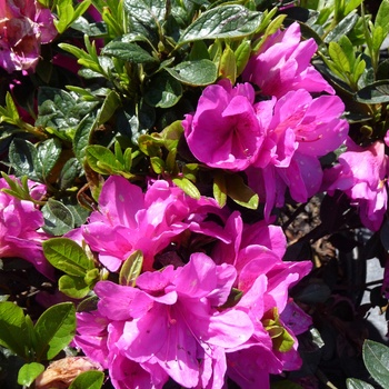 Rhododendron hybrid - 'Easter Morn' 