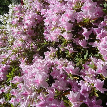 Rhododendron hybrid - 'George L. Taber' 