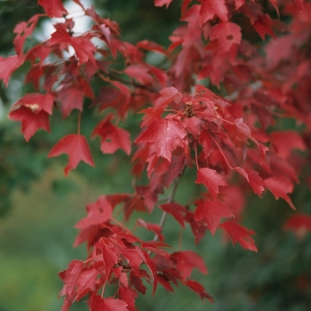 Acer rubrum - ''Autumn Flame'' Red Maple