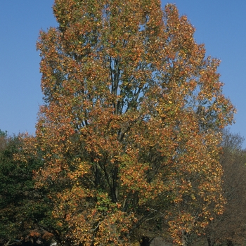 Acer rubrum - 'Armstrong II' Red Maple