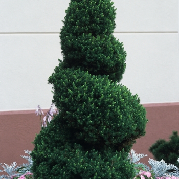 Picea glauca - 'Conica' White Spruce