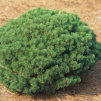 Pinus mugo 'Mops' (Mugo Pine) - Mops Mugo Pine