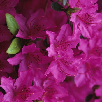 Rhododendron Gable hybrid - 'Karen' Azalea