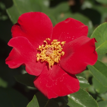 Rosa 'Altissimo' - Climbing Rose