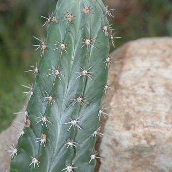 Acanthocereus pitajaya - Triangle Cactus