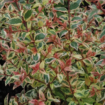 Abelia x grandiflora - 'Mardi Gras' Abelia