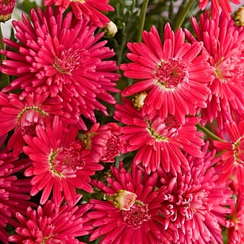 Argyranthemum 'Fireball Red' - Marguerite Daisy